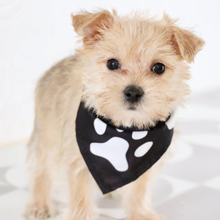 Duke - Available Now