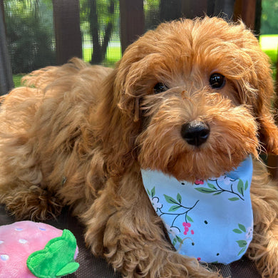 Sadie **PRE-TRAINED** Available Now