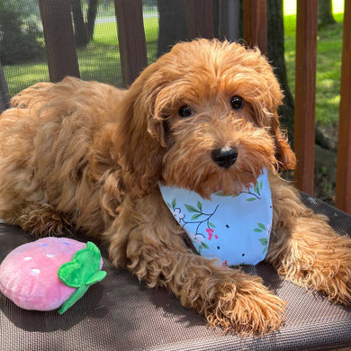 Sadie **PRE-TRAINED** Available Now