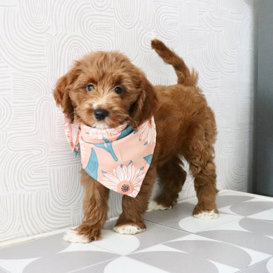 Reno - Available Now
