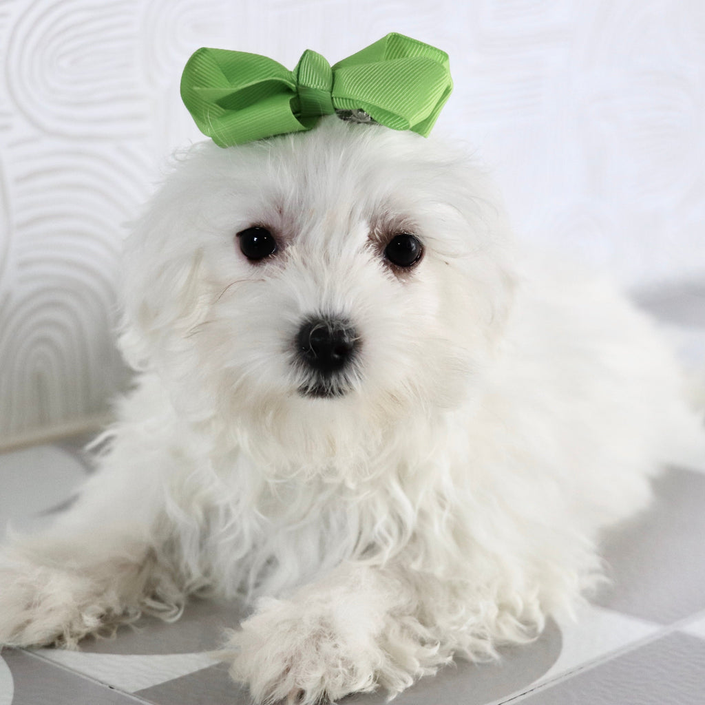 Marley - Available Now