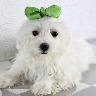 Marley - Available Now