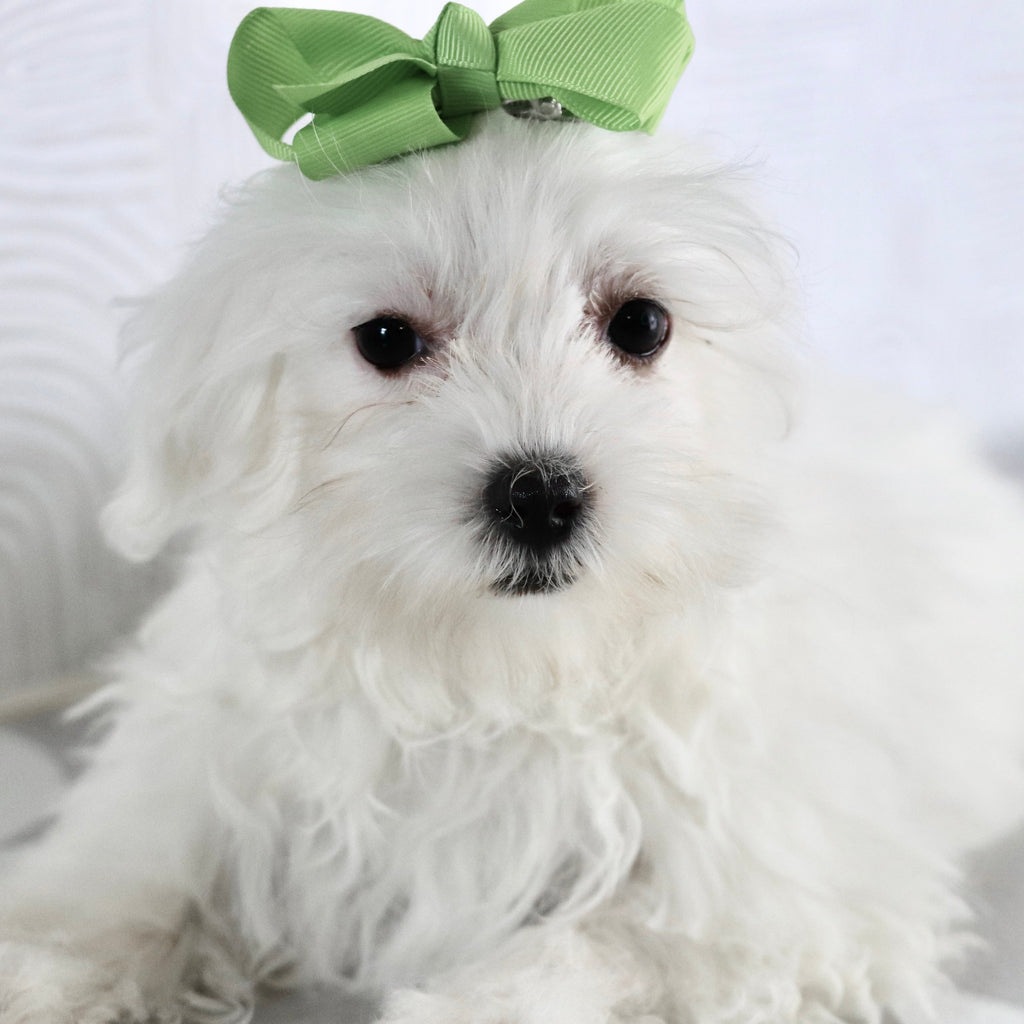 Marley - Available Now