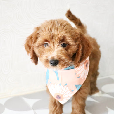 Reno - Available Now