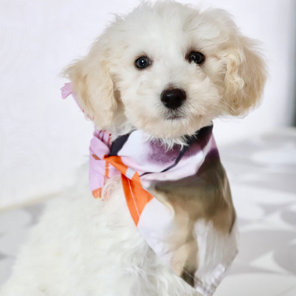 Hogan - Available Now