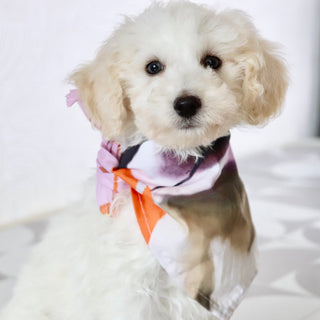 Hogan - Available Now