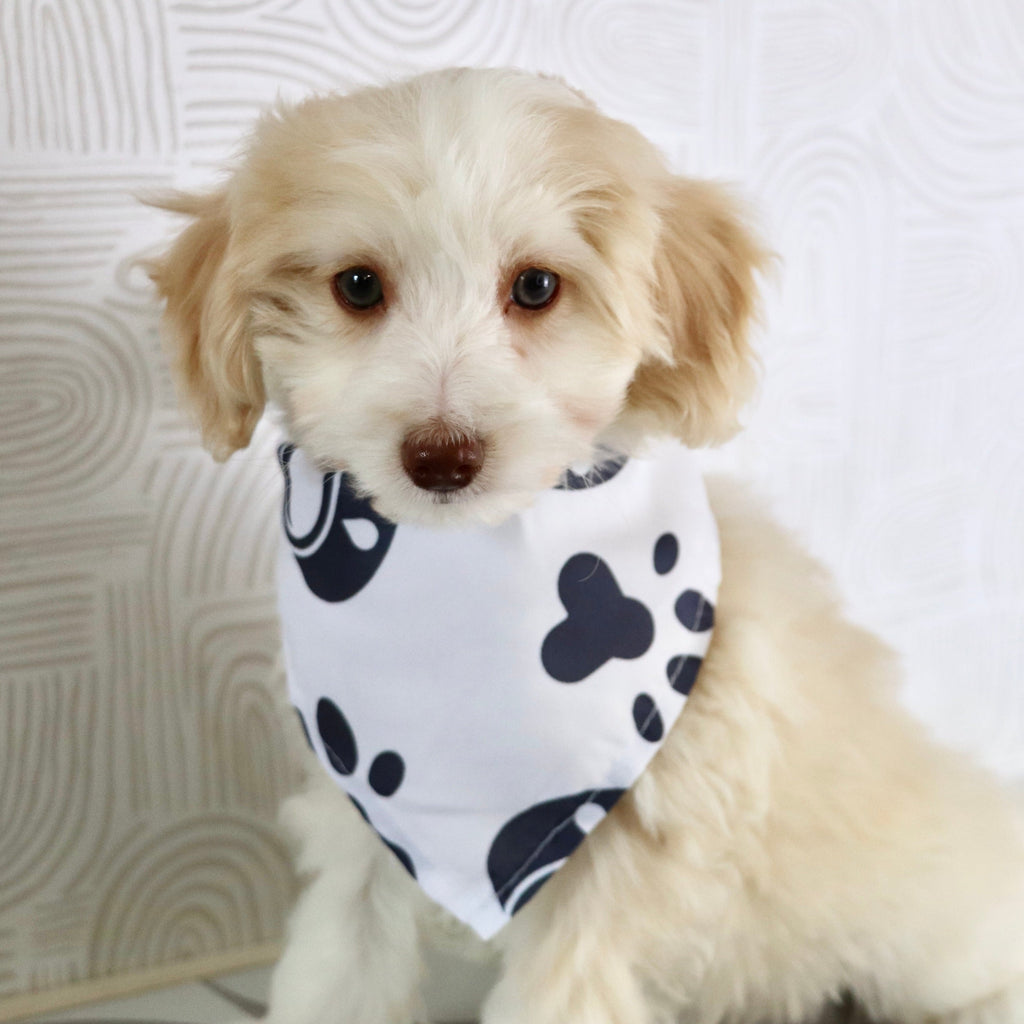 Shelton - Available Now