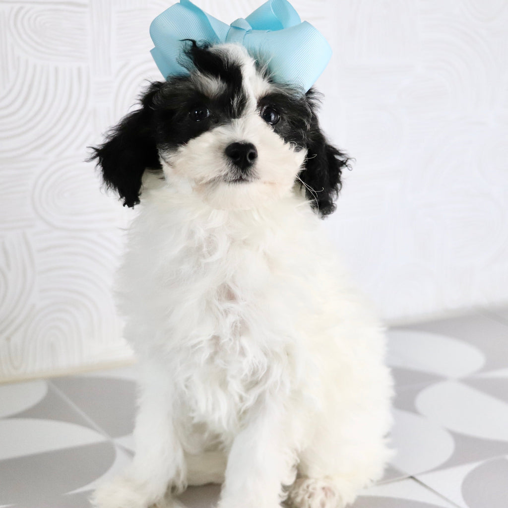 Trish - Available Now