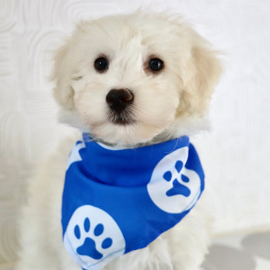 Bryant - Available Now