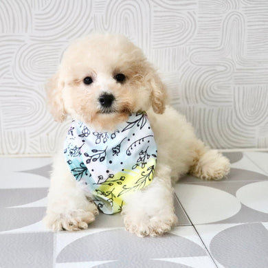 Dolly - Available Now