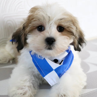 Randy - Available Now