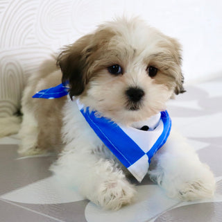 Randy - Available Now