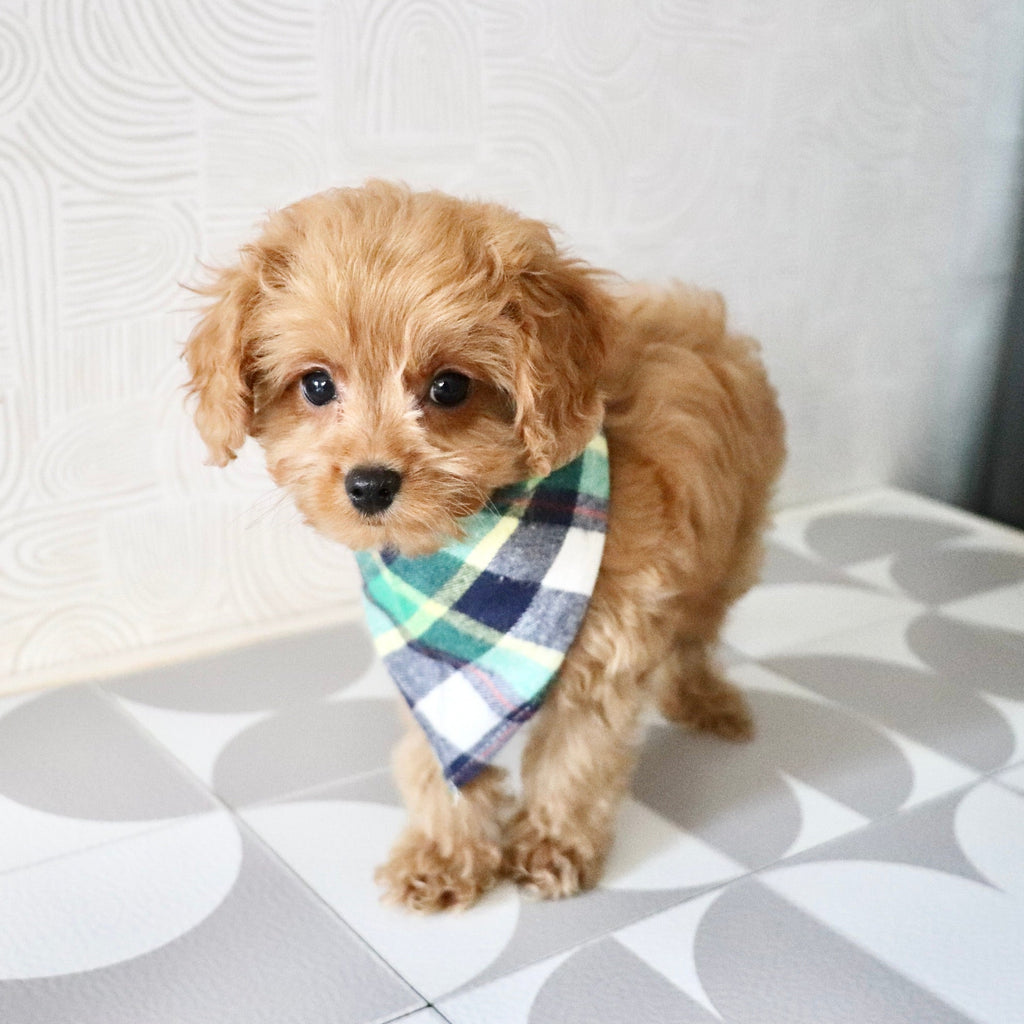 Franklin - Available Now