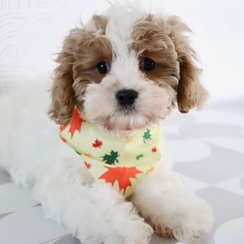 Oliver - Available Now