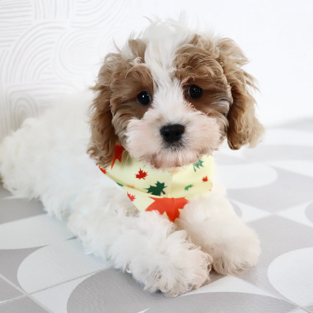 Oliver - Available Now