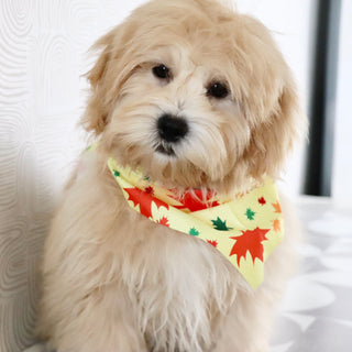 Roland - Available Now