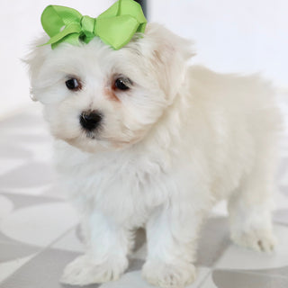 Grape - Available Now