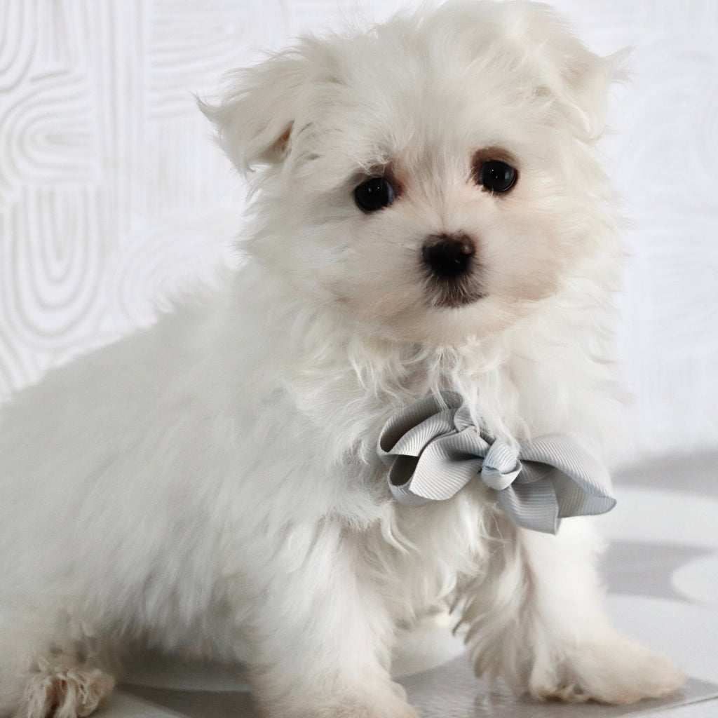 Saige - Available Now