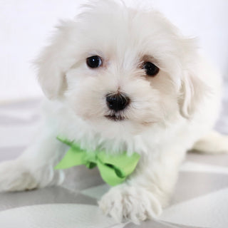 Josh - Available Now