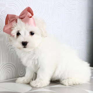 Lana - Available Now