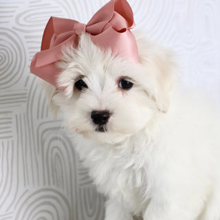 Lana - Available Now