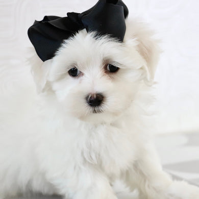 Kari - Available Now