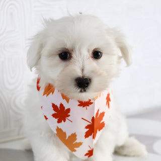 Felix - Available Now