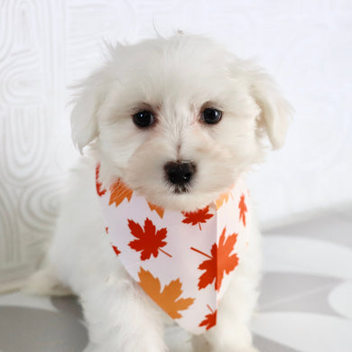 Felix - Available Now