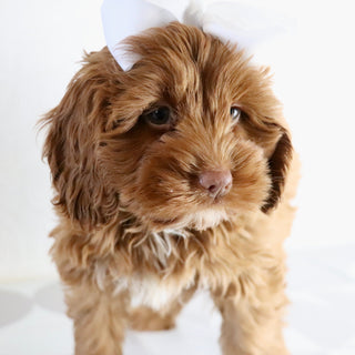 Hannah - Available Now