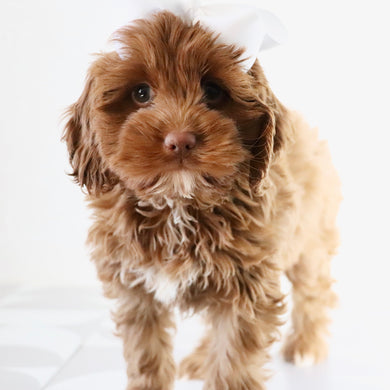 Hannah - Available Now