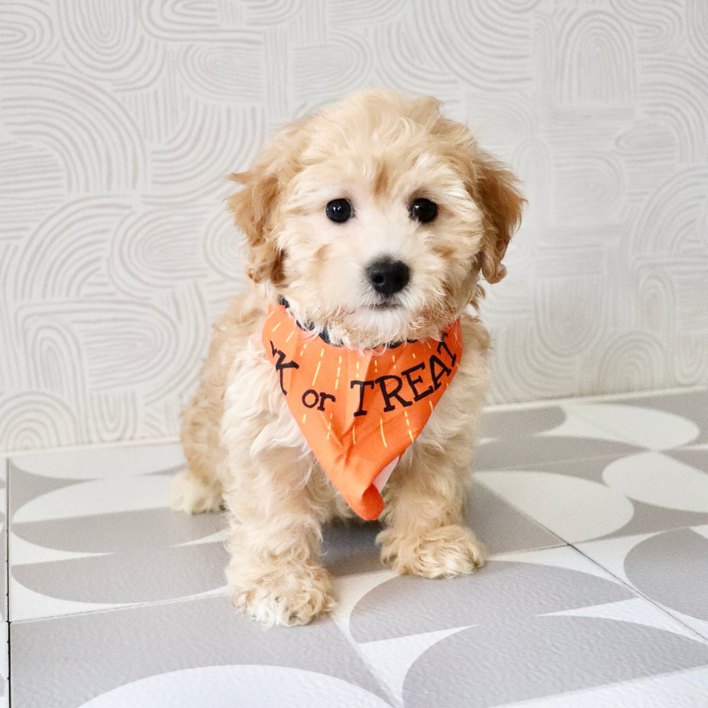 Nacho - Available Now