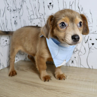 Oscar - Available Now