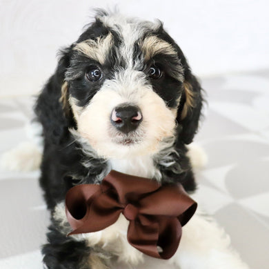 Emerson - Available Now