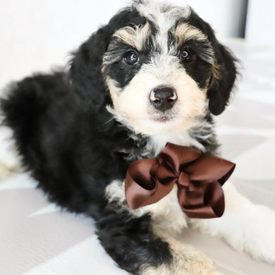 Emerson - Available Now