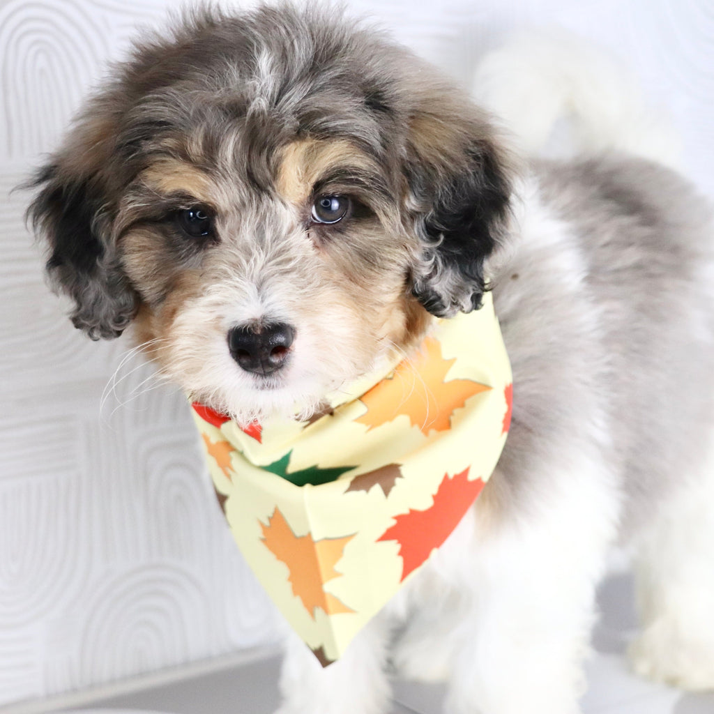 Thomas - Available Now