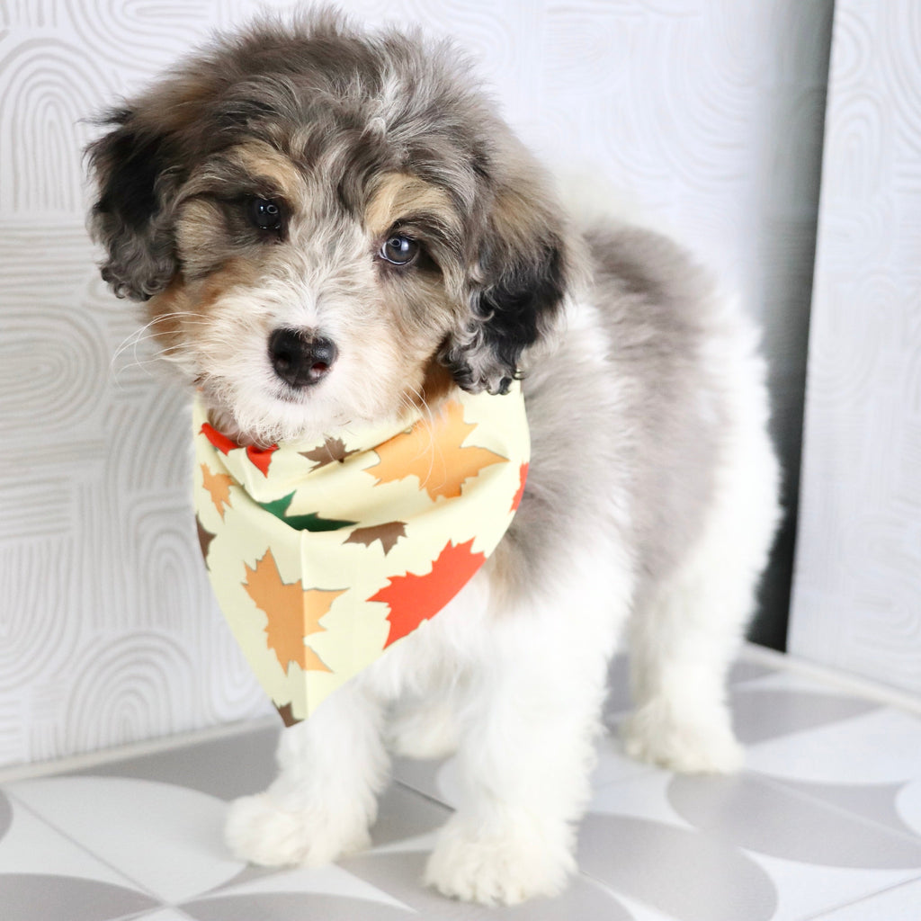 Thomas - Available Now