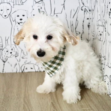 Harley - Available Now