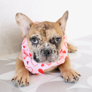 Dilan - Available Now