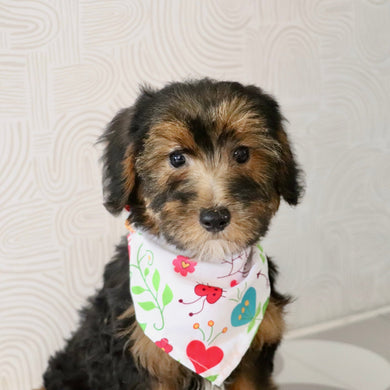Eleanor - Available Now