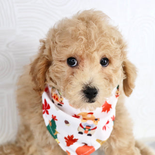 Parade - Available Now