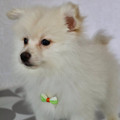 PUppies for Sale in Hendersonville