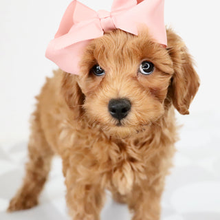 Carmen - Available Now