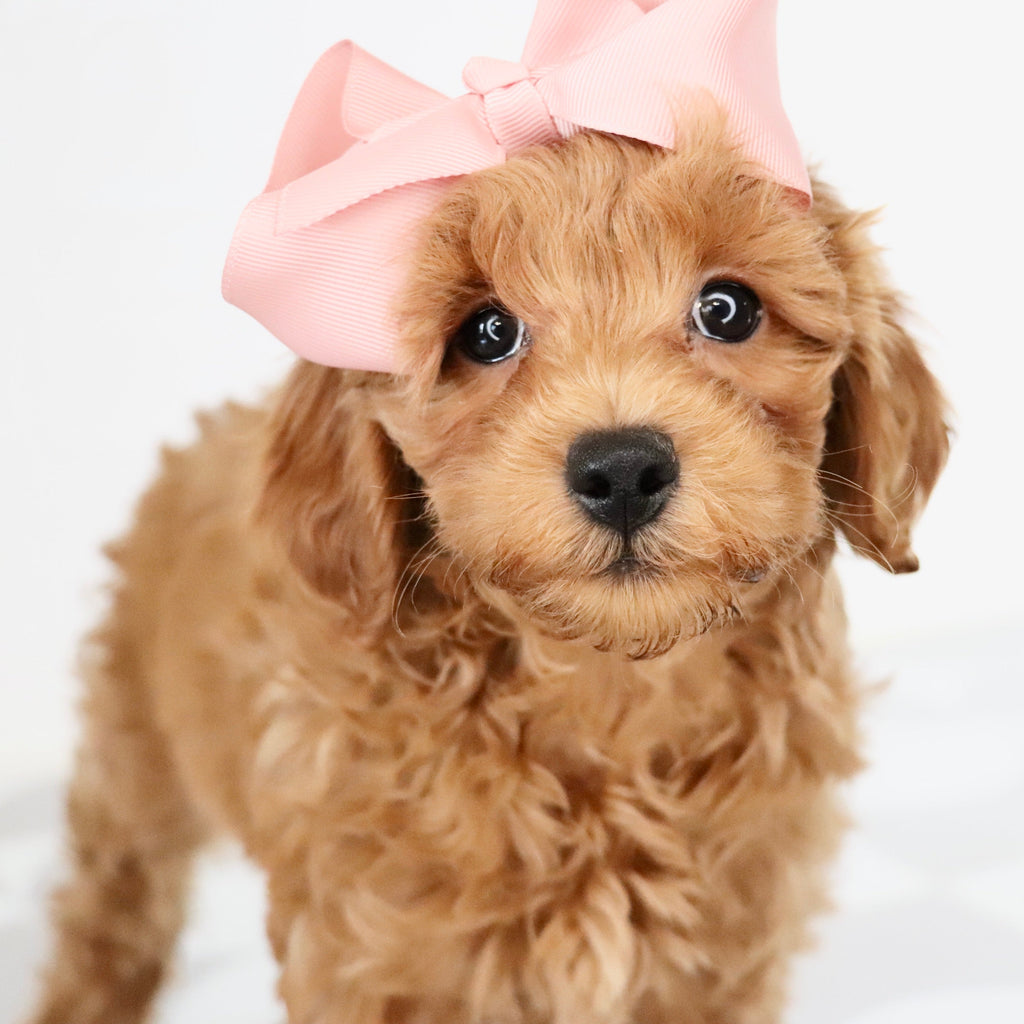 Carmen - Available Now