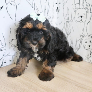Primrose - Available Now