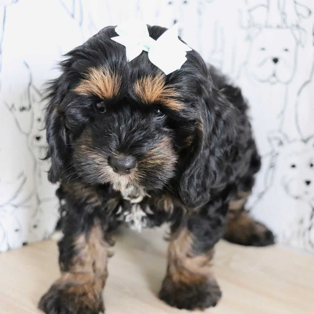 Primrose - Available Now
