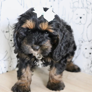 Primrose - Available Now