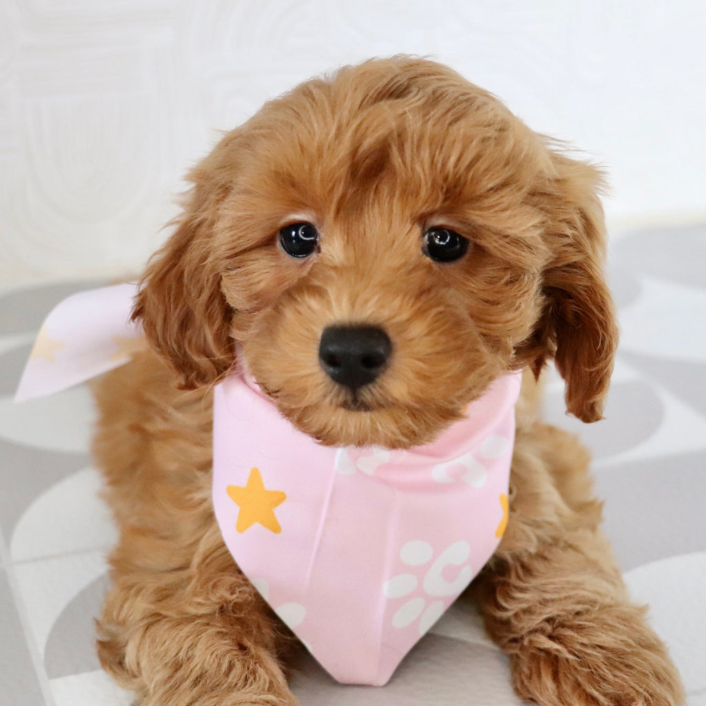 Arie - Available Now