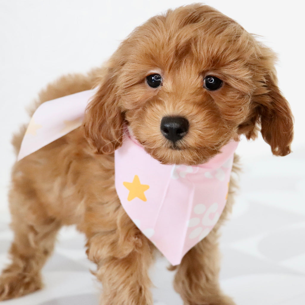 Arie - Available Now