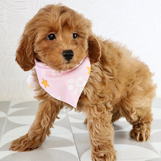 Arie - Available Now