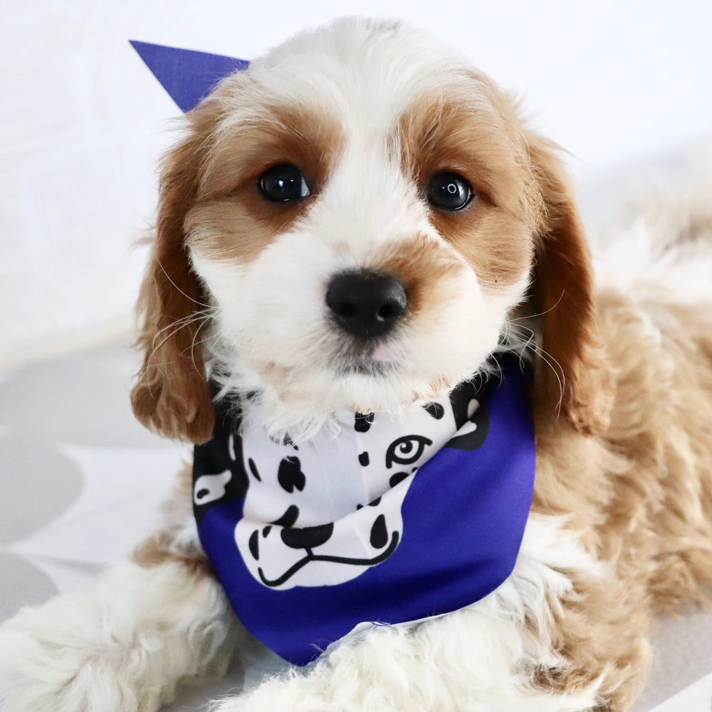 Shaw - Available Now